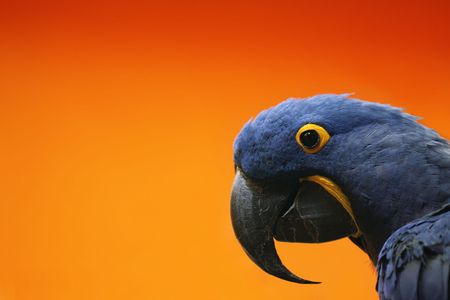 Blue Macawの写真素材