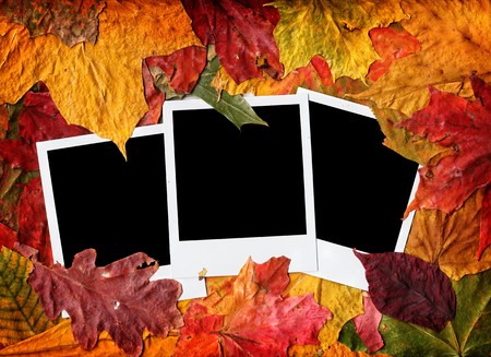 Blank photos in autumn leavesの写真素材