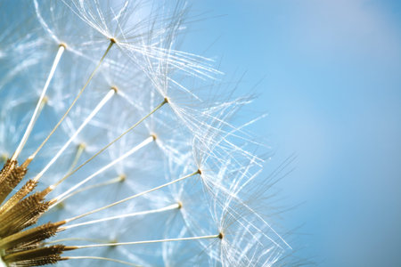 Dandelion - shallow dof