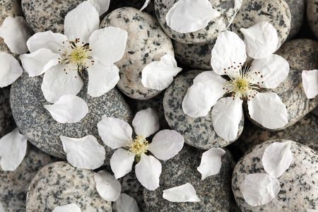 Smooth stones with flower petalsの写真素材
