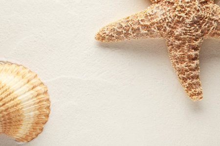 Shell and starfish on sandの写真素材
