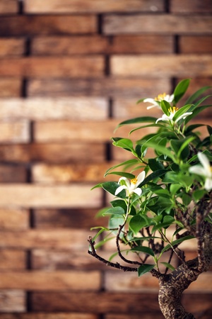 Bonsai treeの写真素材