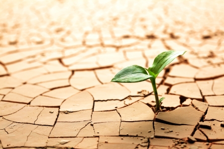 Plant in dried cracked mudの写真素材