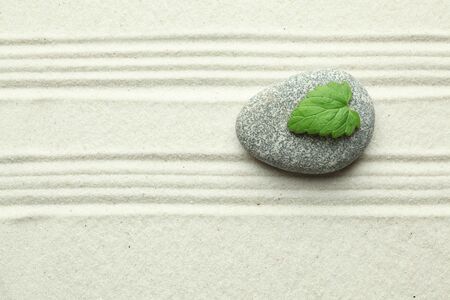 Green leaf on rock in sandの写真素材