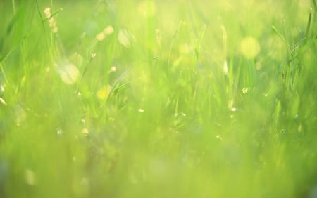 Grass covered in dew background Grass covered in dew background