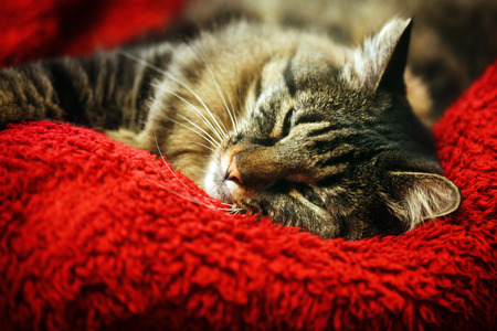 Super comfortable cat on soft red blanketの写真素材