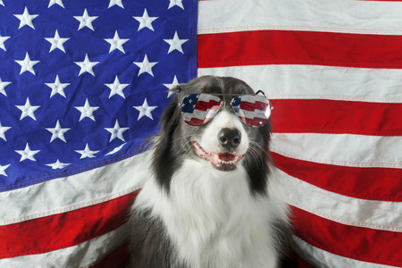 Beautiful border collie in front of a USA flag with sunglassesの写真素材
