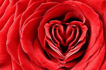 Heart shape in red roseの写真素材