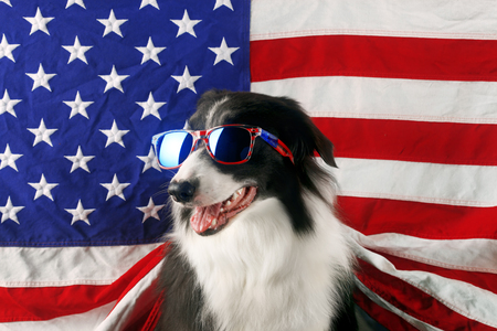 Beautiful border collie in front of a USA flag with sunglassesの写真素材