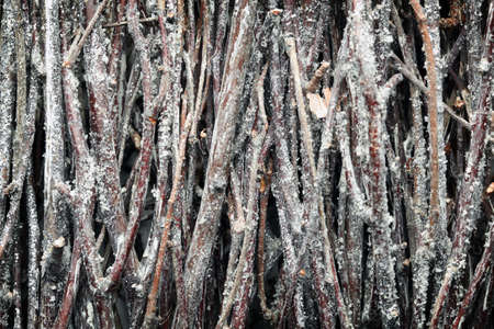 Pile of branches with winter frostの写真素材