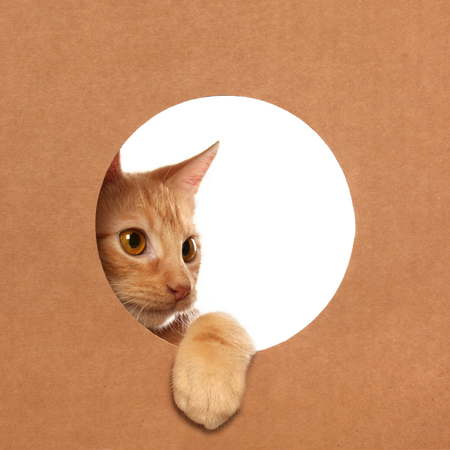 Cute little orange tabby kitten playing in a cardboard boxの写真素材