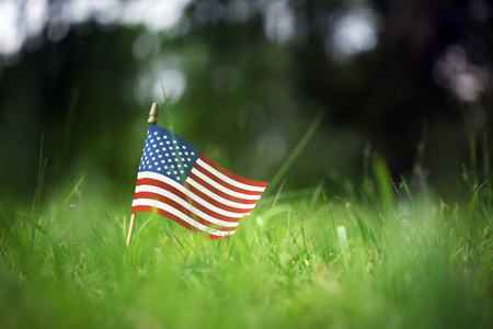 Group of American flags in green grassの素材 [FY310100907882]