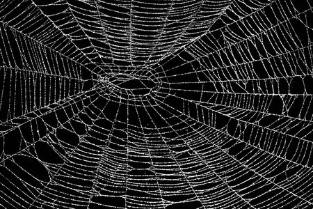Real frost covered spider web isolated on blackの写真素材