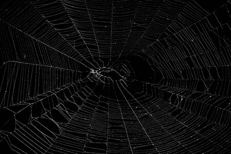 Real spider web isolated on blackの写真素材