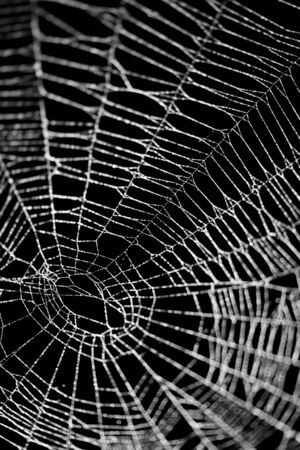 Real frost covered spider web isolated on blackの写真素材