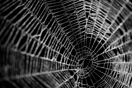 Real frost covered spider web isolated on blackの写真素材