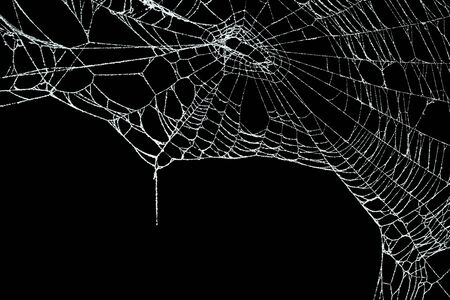 Real frost covered spider web isolated on blackの写真素材