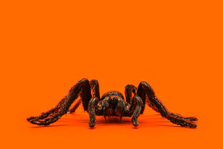 Single real tarantula spider on orange background. Creepy Halloween concept with blank space for...