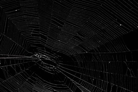 Real spider web isolated on blackの写真素材