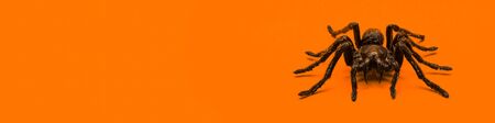 Single real tarantula spider on orange background. Creepy Halloween concept with blank space for text.の写真素材