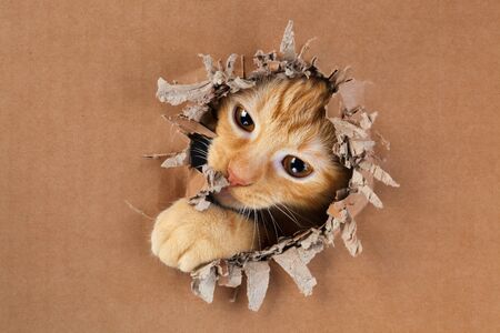 Adorable kitten clawing and biting at hole in cardboard box. Ginger tabby cat.の写真素材