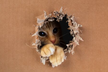 Adorable kitten clawing and biting at hole in cardboard box. Ginger tabby cat.の写真素材