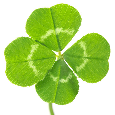 Perfect lucky four leaf clover isolated on white
