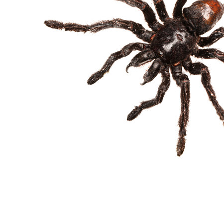 Creepy hairy Tarantula with large fangs isolated on white