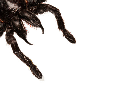 Creepy hairy Tarantula with large fangs isolated on white