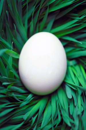 Single blank Easter egg hidden in grassの写真素材