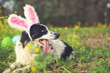 Panting border collie dog wearing pink Easter bunny rabbit ears having fun outside laying in flowers.の写真素材