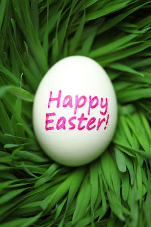 Single Happy Easter egg hidden in grassの写真素材