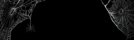 Real creepy spider webs on black banner with tarantulas hanging from the websの写真素材