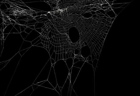 Real frost covered spider web isolated on black. For spooky Halloween decoration.の写真素材
