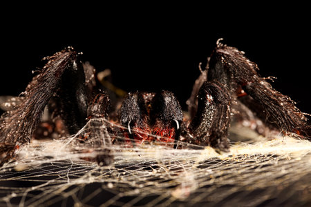 Big hairy tarantula with fangs hanging on spider webの写真素材