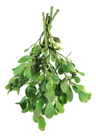Bundle of fresh green mistletoe. Isolated on white.の写真素材