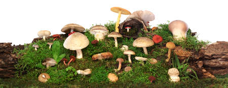 Panorama of several kinds of colorful mushrooms and fungus on green mossy log. Isolated on white.の写真素材