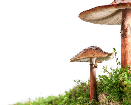 Two brown mushrooms on wet and humid green mossy forest floor. Isolated on white.の写真素材
