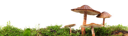 Panorama of several brown mushrooms on wet and humid green mossy log. Isolated on white.の写真素材