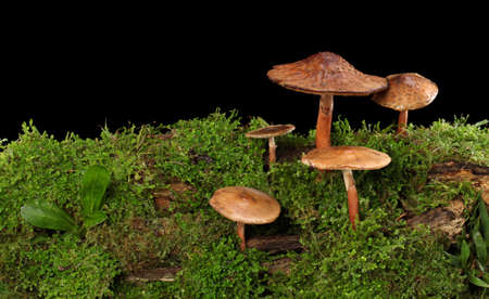 Panorama of several brown mushrooms on wet and humid green mossy log. Isolated on black.の写真素材