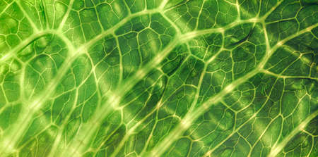 Backlit close up of the surface of a green leaf texture showing detailed veins. Nature or environmental background.の写真素材
