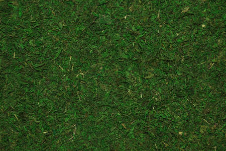 Closeup of green moss background or textureの写真素材
