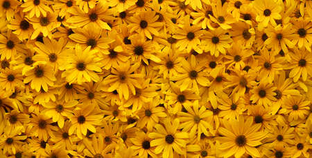 Wall of bright yellow flowers background.の写真素材