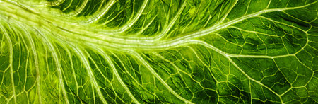 Backlit close up of the surface of a green leaf texture showing detailed veins. Nature or...