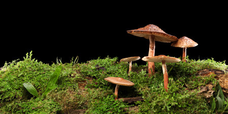 Panorama of several brown mushrooms on wet and humid green mossy log. Isolated on black.の写真素材