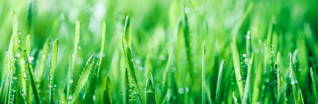 Fresh spring grass covered with morning dew drops. Vibrant colors with shallow dof and shiny water droplets. Showing freshness of spring, environmentally conscious, or other nature backgrounds.の写真素材