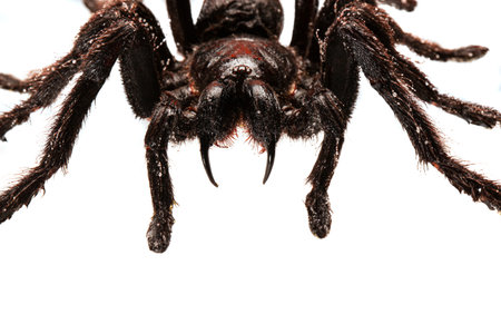 Creepy hairy Tarantula with large fangs isolated on whiteの写真素材