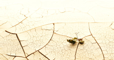 Plant wilting and dying in dry cracked desert soil. Concept displaying global warming or climate...