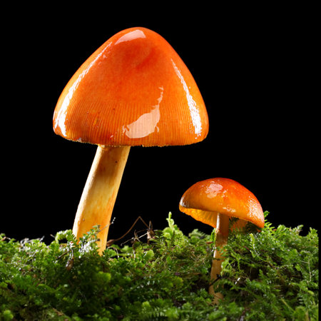 Two orange and yellow mushrooms on wet and humid green mossy forest floor. Isolated on black.の写真素材