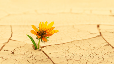 Dry cracked desert soil with single flower sprouting up from the desert. Concept displaying global warming or climate change, hope in the face of adversity, determination, or other environmental issues.の写真素材